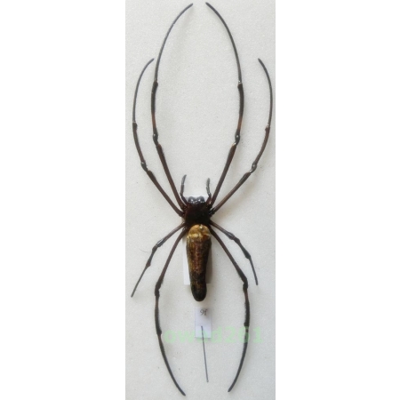 Nephila pilipes (Fabricius, 1793) +135mm Indonesia, Java Is9f